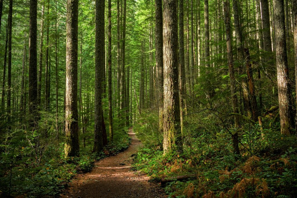 A trail through a sunlit Pacific Northwest forest.